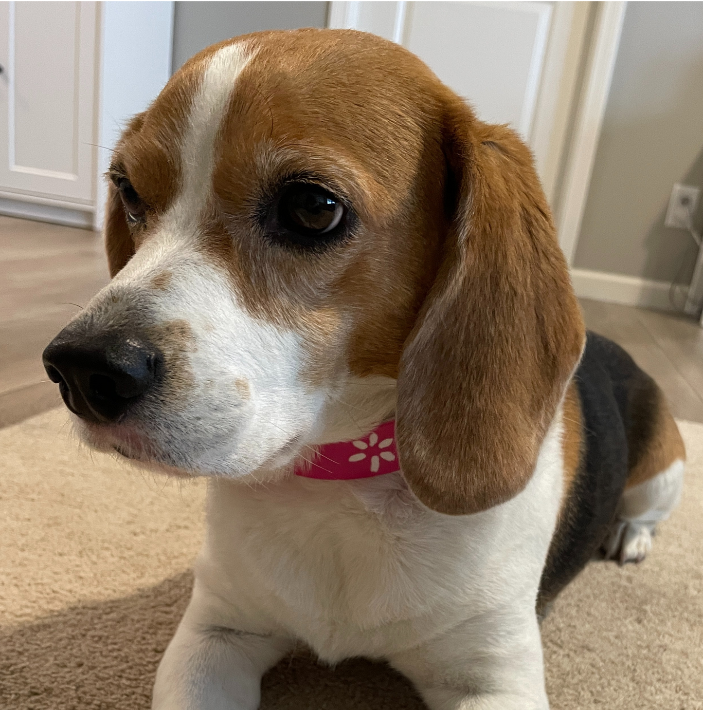 The Mrs. Crockess Collar